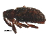  (Dorytomus parvicollis - BIOUG31023-D07)  @14 [ ] CreativeCommons - Attribution (2016) CBG Photography Group Centre for Biodiversity Genomics