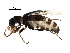  (Attalusinus - BIOUG31172-B09)  @14 [ ] CreativeCommons - Attribution (2016) CBG Photography Group Centre for Biodiversity Genomics