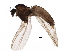  (Chaetocladius tenuistylus - BIOUG31174-A09)  @14 [ ] CreativeCommons - Attribution (2016) CBG Photography Group Centre for Biodiversity Genomics