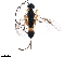  ( - BIOUG31081-B09)  @12 [ ] CreativeCommons - Attribution (2018) CBG Photography Group Centre for Biodiversity Genomics
