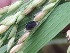  ( - SFB11)  @11 [ ] C (2024) Wasantrao Naik mahavidyalay,Aurangabad Paul Hebert centre for DNA barcoding and Biodiversity Studies
