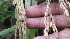  ( - SFB11)  @11 [ ] C (2024) Wasantrao Naik mahavidyalay,Aurangabad Paul Hebert centre for DNA barcoding and Biodiversity Studies