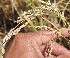  ( - SFB24)  @11 [ ] C (2024) Sudhir Diwase paul hebert cenytre for DNA Barcoding and Biodiversity Studie