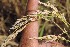 ( - SFB24)  @11 [ ] C (2024) Sudhir Diwase paul hebert cenytre for DNA Barcoding and Biodiversity Studie