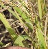  (Tilletiales - SFB24)  @11 [ ] C (2024) Sudhir Diwase paul hebert cenytre for DNA Barcoding and Biodiversity Studie