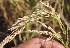  ( - SFB24)  @11 [ ] C (2024) Sudhir Diwase paul hebert cenytre for DNA Barcoding and Biodiversity Studie