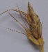  ( - SFB289)  @11 [ ] C (2024) Wasantrao Naik mahavidyalay,Aurangabad Paul Hebert centre for DNA barcoding and Biodiversity Studies
