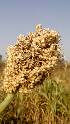  (Microbotryomycetes - SFB299)  @11 [ ] C (2024) Wasantrao Naik mahavidyalay,Aurangabad Paul Hebert centre for DNA barcoding and Biodiversity Studies