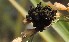  ( - SFB31)  @11 [ ] C (2024) Sudhir Diwase paul hebert cenytre for DNA Barcoding and Biodiversity Studie