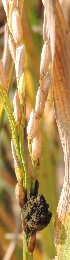  ( - SFB31)  @11 [ ] C (2024) Sudhir Diwase paul hebert cenytre for DNA Barcoding and Biodiversity Studie