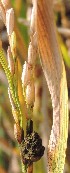  ( - SFB31)  @11 [ ] C (2024) Sudhir Diwase paul hebert cenytre for DNA Barcoding and Biodiversity Studie