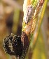  ( - SFB31)  @11 [ ] C (2024) Sudhir Diwase paul hebert cenytre for DNA Barcoding and Biodiversity Studie