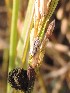  ( - SFB31)  @11 [ ] C (2024) Sudhir Diwase paul hebert cenytre for DNA Barcoding and Biodiversity Studie