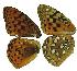  (Argynnis cronis carolae - JCD29334)  @12 [ ] Unspecified (default): All Rights Reserved  Unspecified Unspecified