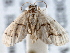  ( - BIOUG10947-H03)  @11 [ ] CreativeCommons - Attribution (2014) CBG Photography Group Centre for Biodiversity Genomics
