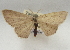  (Cyclophora benjamini - BIOUG10947-E06)  @11 [ ] CreativeCommons - Attribution Non-Commercial Share-Alike (2014) Charles Covell University of Florida