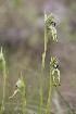  (Bipinnula montana - SanguinettiA0190)  @11 [ ] Copyright (2019) Unspecified Universidad de Buenos Aires, Facultad de Ciencias Exactas y Naturales