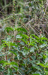  (Acalypha communis - SanguinettiA0308)  @11 [ ] CreativeCommons - Attribution Non-Commercial No Derivatives (2017) Agustín Sanguinetti Agustín Sanguinetti