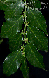  (Casearia sylvestris - SanguinettiA0275)  @11 [ ] CreativeCommons - Attribution Non-Commercial No Derivatives (2017) Agustín Sanguinetti Agustín Sanguinetti