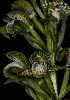  (Chloraea cylindrostachya - SanguinettiA0342)  @11 [ ] CreativeCommons - Attribution Non-Commercial No Derivatives (2017) Agustín Sanguinetti Agustín Sanguinetti