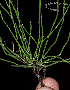  ( - SanguinettiA0347)  @11 [ ] CreativeCommons - Attribution Non-Commercial No Derivatives (2017) Agustín Sanguinetti Agustín Sanguinetti