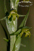  (Habenaria parviflora - SanguinettiA0256)  @11 [ ] CreativeCommons - Attribution Non-Commercial No Derivatives (2017) Agustín Sanguinetti Agustín Sanguinetti