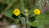  (Lippia asperrima - SanguinettiA0297)  @11 [ ] CreativeCommons - Attribution Non-Commercial No Derivatives (2017) Agustín Sanguinetti Agustín Sanguinetti