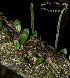  ( - SanguinettiA0218)  @11 [ ] CreativeCommons - Attribution Non-Commercial No Derivatives (2017) Agustín Sanguinetti Agustín Sanguinetti