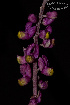  (Monnina cuneata - SanguinettiA0175)  @11 [ ] CreativeCommons - Attribution Non-Commercial No Derivatives (2017) Agustín Sanguinetti Agustín Sanguinetti