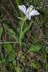  (Oenothera centaurifolia - SanguinettiA0291)  @11 [ ] CreativeCommons - Attribution Non-Commercial No Derivatives (2017) Agustín Sanguinetti Agustín Sanguinetti