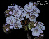  ( - SanguinettiA0177)  @11 [ ] CreativeCommons - Attribution Non-Commercial No Derivatives (2017) Agustín Sanguinetti Agustín Sanguinetti