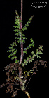  ( - SanguinettiA0177)  @11 [ ] CreativeCommons - Attribution Non-Commercial No Derivatives (2017) Agustín Sanguinetti Agustín Sanguinetti
