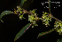  (Phyllanthus sellowianus - SanguinettiA0278)  @11 [ ] CreativeCommons - Attribution Non-Commercial No Derivatives (2017) Agustín Sanguinetti Agustín Sanguinetti