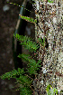  (Pleopeltis minima - SanguinettiA0219)  @11 [ ] CreativeCommons - Attribution Non-Commercial No Derivatives (2017) Agustín Sanguinetti Agustín Sanguinetti
