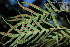  (Pleopeltis pleopeltifolia - SanguinettiA0220)  @11 [ ] CreativeCommons - Attribution Non-Commercial No Derivatives (2017) Agustín Sanguinetti Agustín Sanguinetti