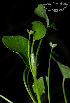  (Ranunculus bonariensis - SanguinettiA0163)  @11 [ ] CreativeCommons - Attribution Non-Commercial No Derivatives (2017) Agustín Sanguinetti Agustín Sanguinetti