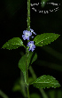  (Stachytarpheta cayennensis - SanguinettiA0227)  @11 [ ] CreativeCommons - Attribution Non-Commercial No Derivatives (2017) Agustín Sanguinetti Agustín Sanguinetti