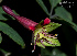  (Tropaeolum pentaphyllum - SanguinettiA0178)  @11 [ ] CreativeCommons - Attribution Non-Commercial No Derivatives (2017) Agustín Sanguinetti Agustín Sanguinetti