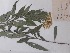  (Solidago - SNMP110)  @11 [ ] CreativeCommons  Attribution Non-Commercial Share-Alike (2019) Eva Uhercikova Slovak National Museum-Natural History Museum