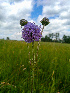  ( - SNMP159)  @11 [ ] CreativeCommons  Attribution Non-Commercial Share-Alike (2020) Eliska Stubnova Gburova Slovak National Museum-Natural History Museum