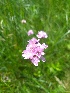  (Armeria canescens - SNMP167)  @11 [ ] CreativeCommons  Attribution Non-Commercial Share-Alike (2020) Eliska Stubnova Gburova Slovak National Museum-Natural History Museum