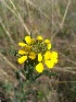  (Erysimum witmannii - SNMP179)  @11 [ ] CreativeCommons  Attribution Non-Commercial Share-Alike (2020) Eliska Stubnova Gburova Slovak National Museum-Natural History Museum