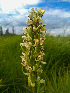  (Dactylorhiza ochroleuca - SNMP204)  @11 [ ] CreativeCommons  Attribution Non-Commercial Share-Alike (2020) Eliska Stubnova Gburova Slovak National Museum-Natural History Museum