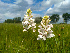  (Dactylorhiza maculata transsilvanica - SNMP206)  @11 [ ] CreativeCommons  Attribution Non-Commercial Share-Alike (2020) Eliska Stubnova Gburova Slovak National Museum-Natural History Museum