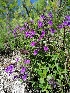  (Clinopodium alpinum - SNMP266)  @11 [ ] by-nc-sa (2022) E. Gburova-Stubnova Slovak National Museum-Natural History Museum