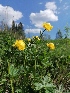  (Trollius - SNMP273)  @11 [ ] by-nc-sa (2021) E. Gburova-Stubnova Slovak National Museum-Natural History Museum