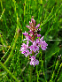  (Dactylorhiza maculata elodes - SNMP300)  @11 [ ] by-nc-sa (2021) E. Gburova-Stubnova Slovak National Museum-Natural History Museum