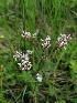  (Valeriana dioica - SNMP303)  @11 [ ] by-nc-sa (2021) E. Gburova-Stubnova Slovak National Museum-Natural History Museum