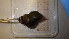  ( - 22-SNAIL-0017)  @11 [ ] CreativeCommons - Attribution Share-Alike (2023) Unspecified Drexel University, Academy of Natural Sciences