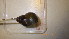  ( - 22-SNAIL-0030)  @11 [ ] CreativeCommons - Attribution Share-Alike (2023) Unspecified Drexel University, Academy of Natural Sciences